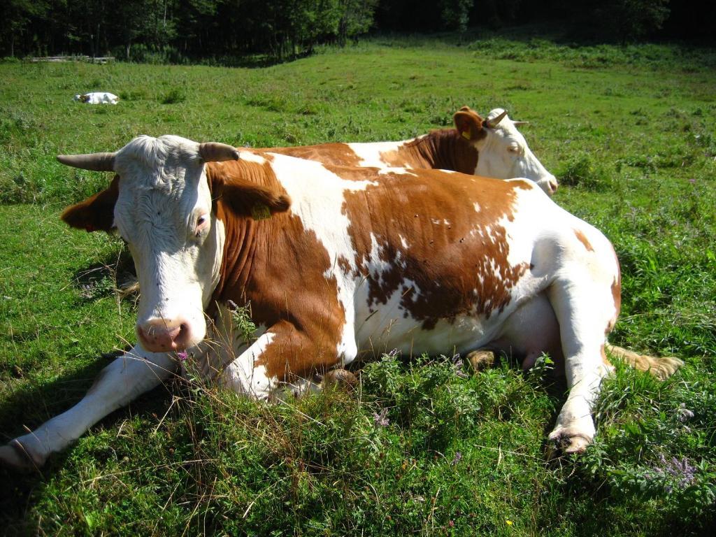 ホテル Bio Bauernhof Vorderoberlehen ヴェルフェンヴェンク エクステリア 写真