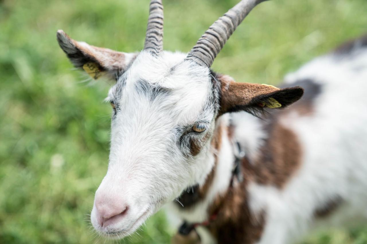 ホテル Bio Bauernhof Vorderoberlehen ヴェルフェンヴェンク エクステリア 写真